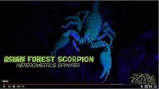Asian Forest Scorpion