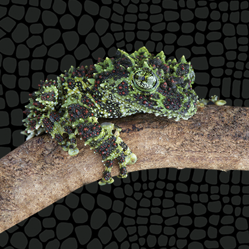 Zilla Vietnamese Mossy Frog Care Sheet