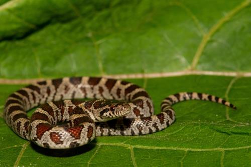 Zilla blog types of pet snakes milk snake