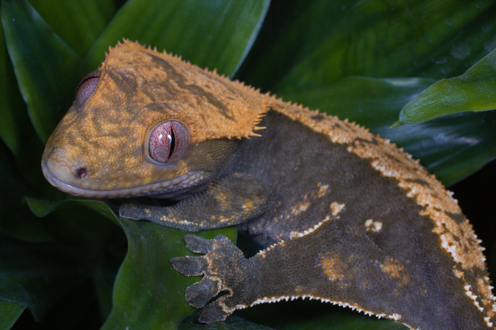 shutterstock_797388871