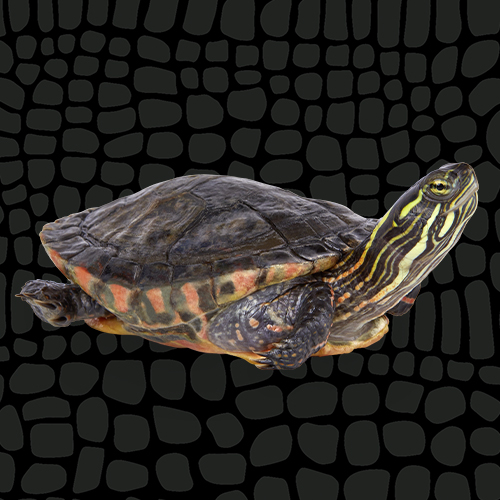 4435180_Painted_Turtle_Thumbnail_6050039