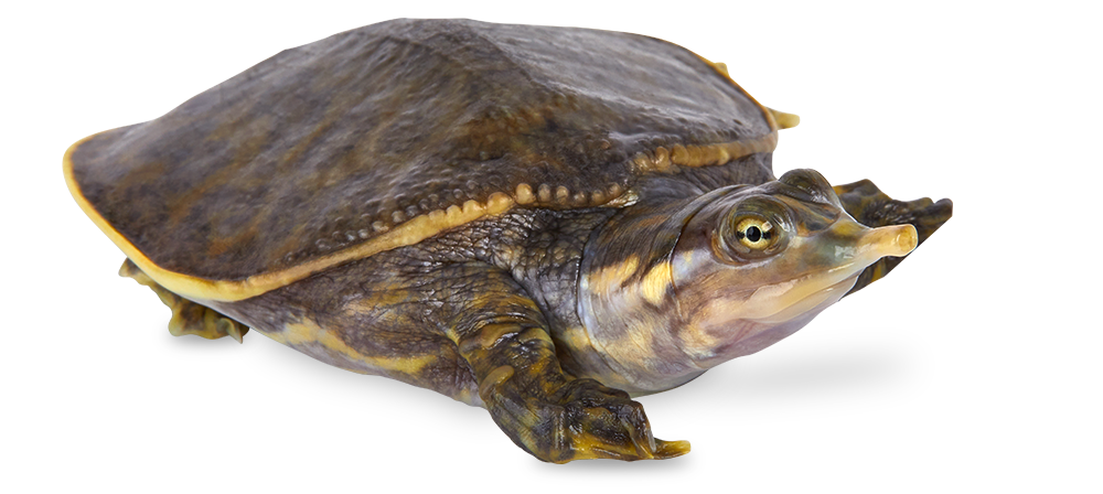 4435184_SoftshellTurtle_noBG_6059447