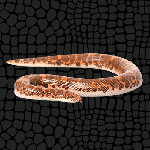 Zilla Kenyan Sand Boa Care Sheet