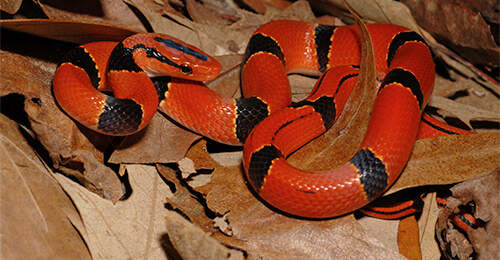 Elaphe Porphyracea Pulchra Juvenile